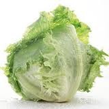 Lechuga Escarola,pieza.