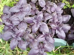 Albahaca morada,manojo.