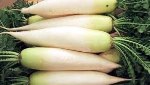 Nabo Daikon