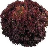 Lechuga Lollo Rosso,pieza.