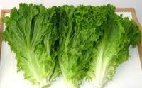Lechuga Italiana,pieza.