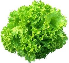 lechuga lollo verde,pieza.