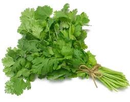 Cilantro.