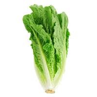 Lechuga Orejona,pieza.