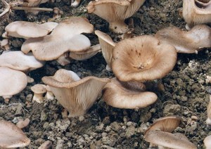 Setas Blancas
