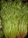 Chicoria